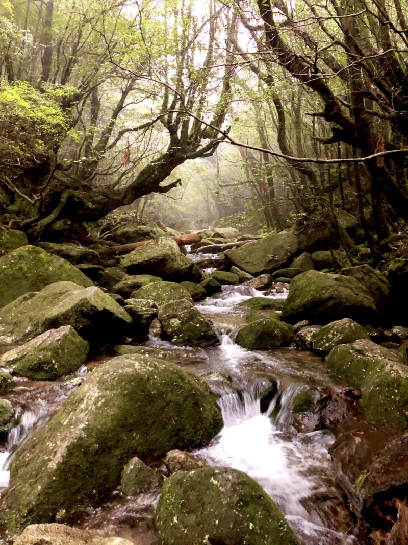 白谷雲水峡