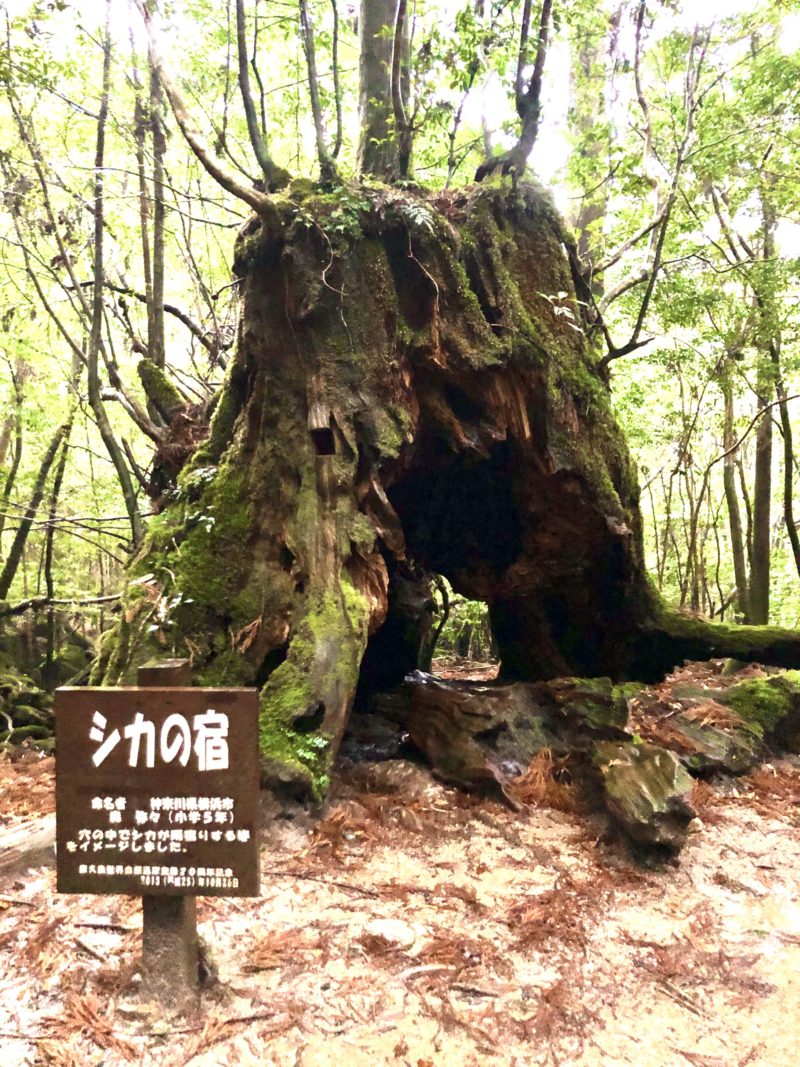 白谷雲水峡　シカの宿