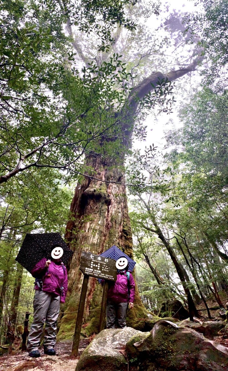 2泊3日で楽しむ屋久島の旅 苔むす森半日トレッキング 3人娘のママンの毎日