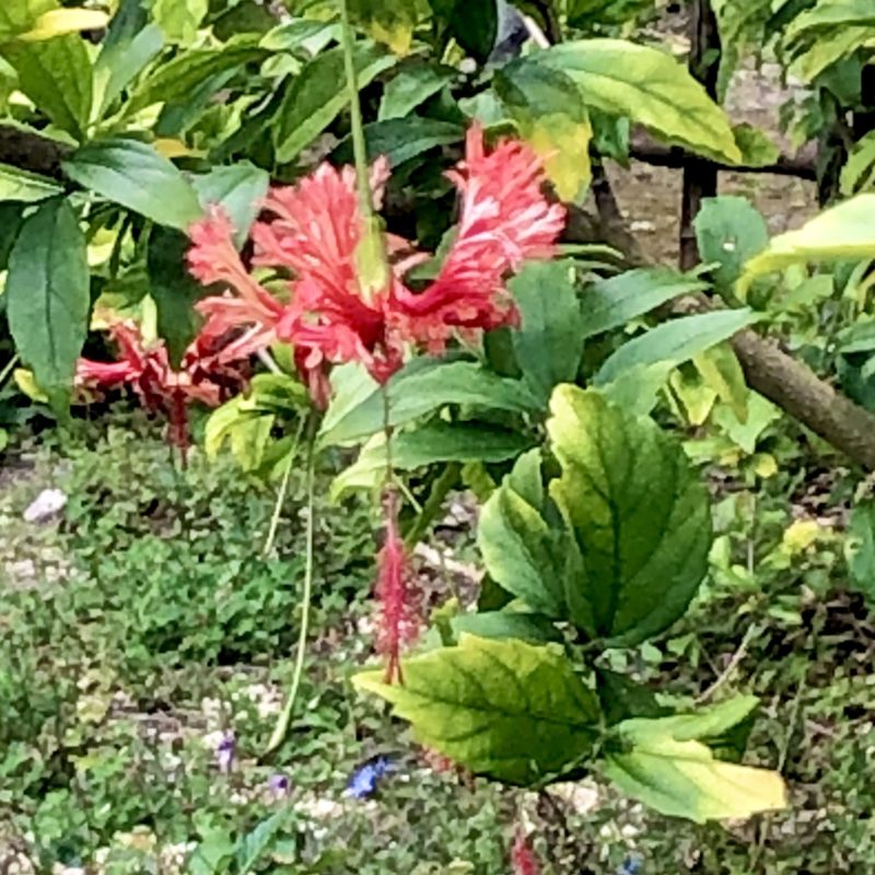 風鈴仏桑花